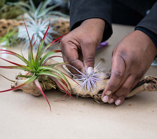 Building a airplant display on grapewood