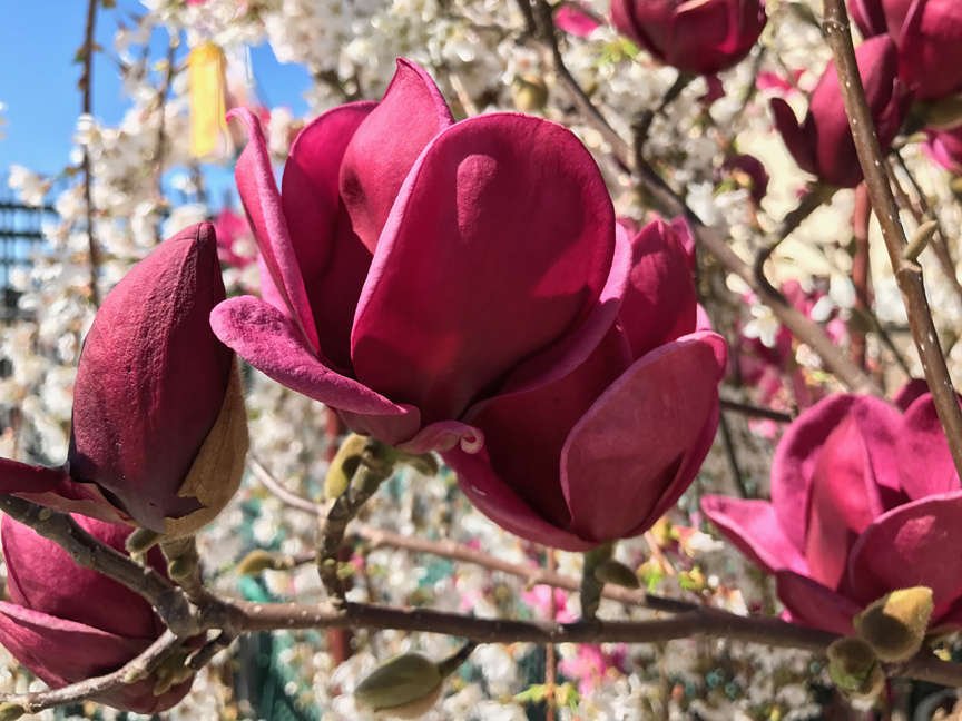 Close up of Magnolia Genie flowers