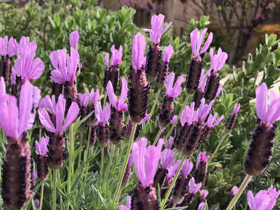 Spanish Lavender