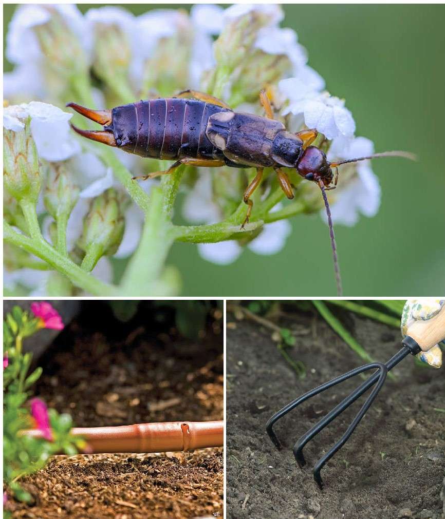 Earwig on foliage. Drip Irrigation. Hand Tilling Soil