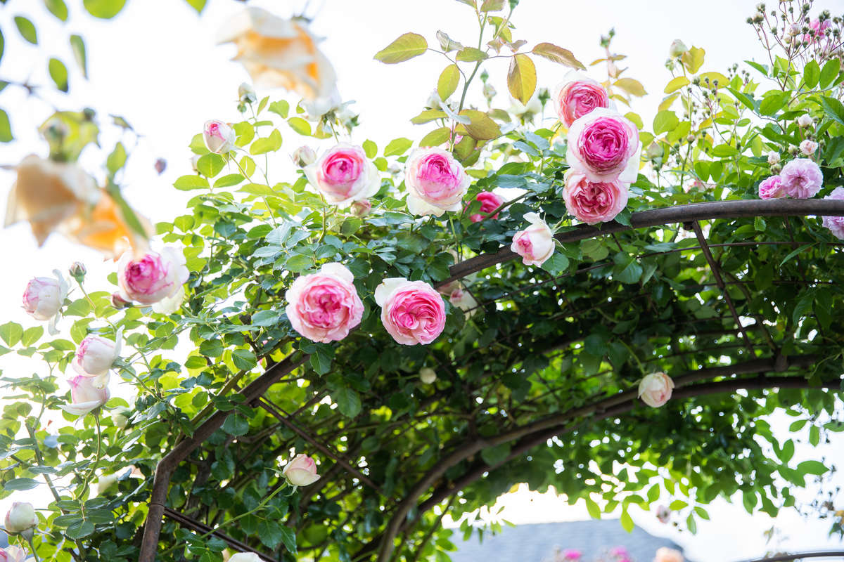 Climbing Rose on a Trellis