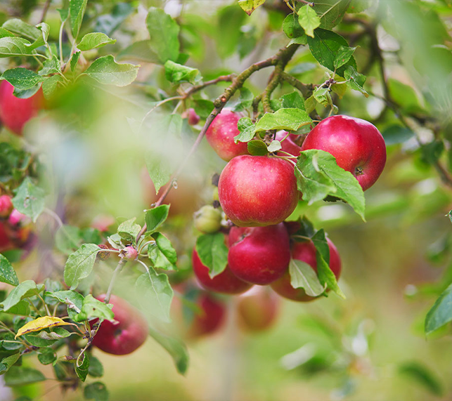 Apple tree with bright red apples hanging from branches