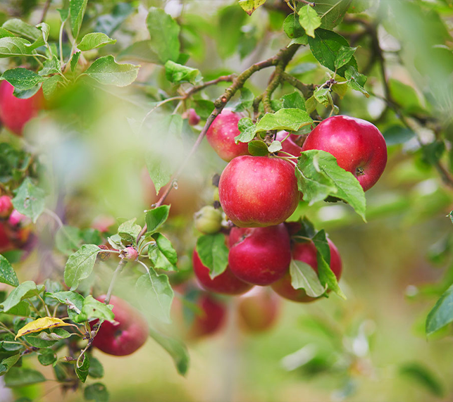 Fresh organic green apples hanging from the tree branch at the