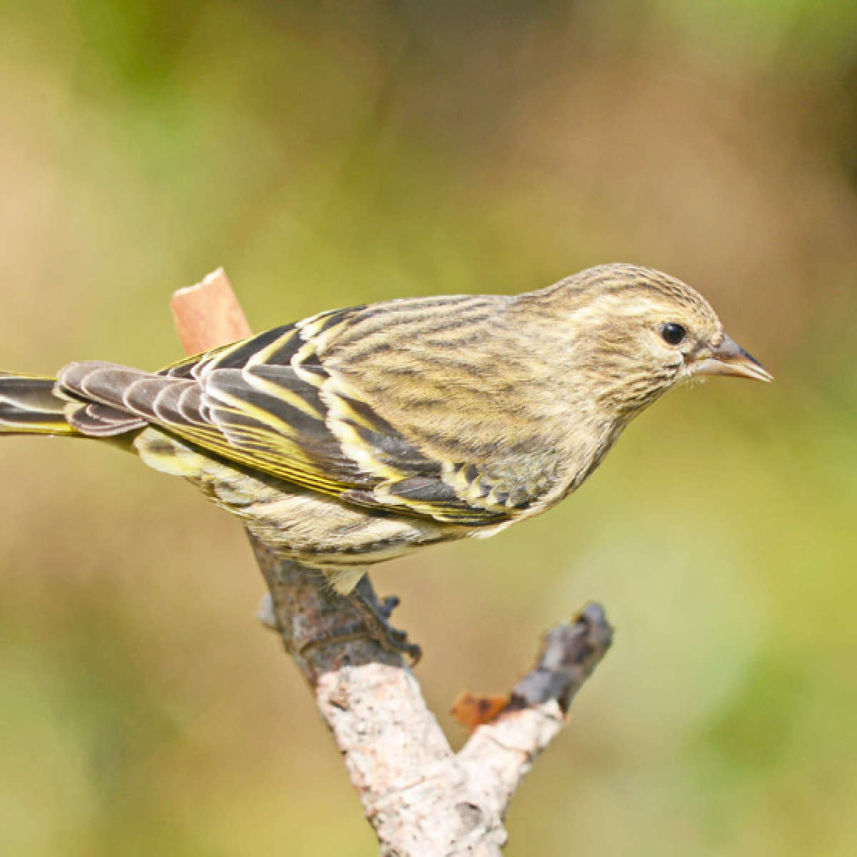 Bird on tree branch