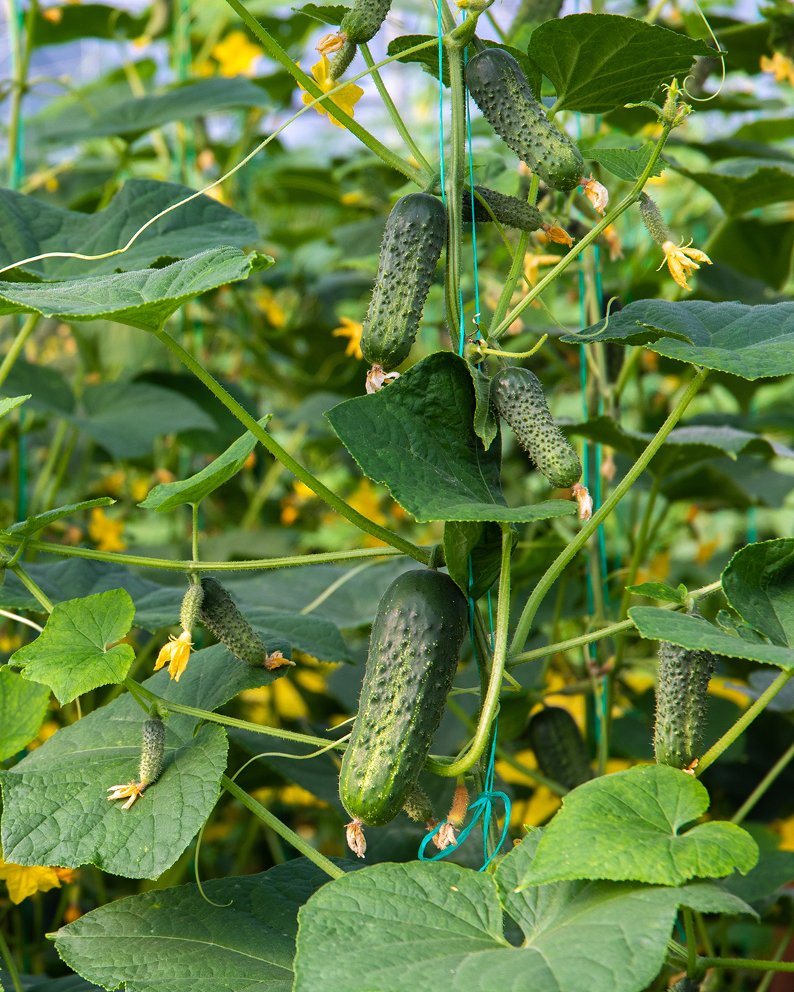 Cucumbers growing on a trellis