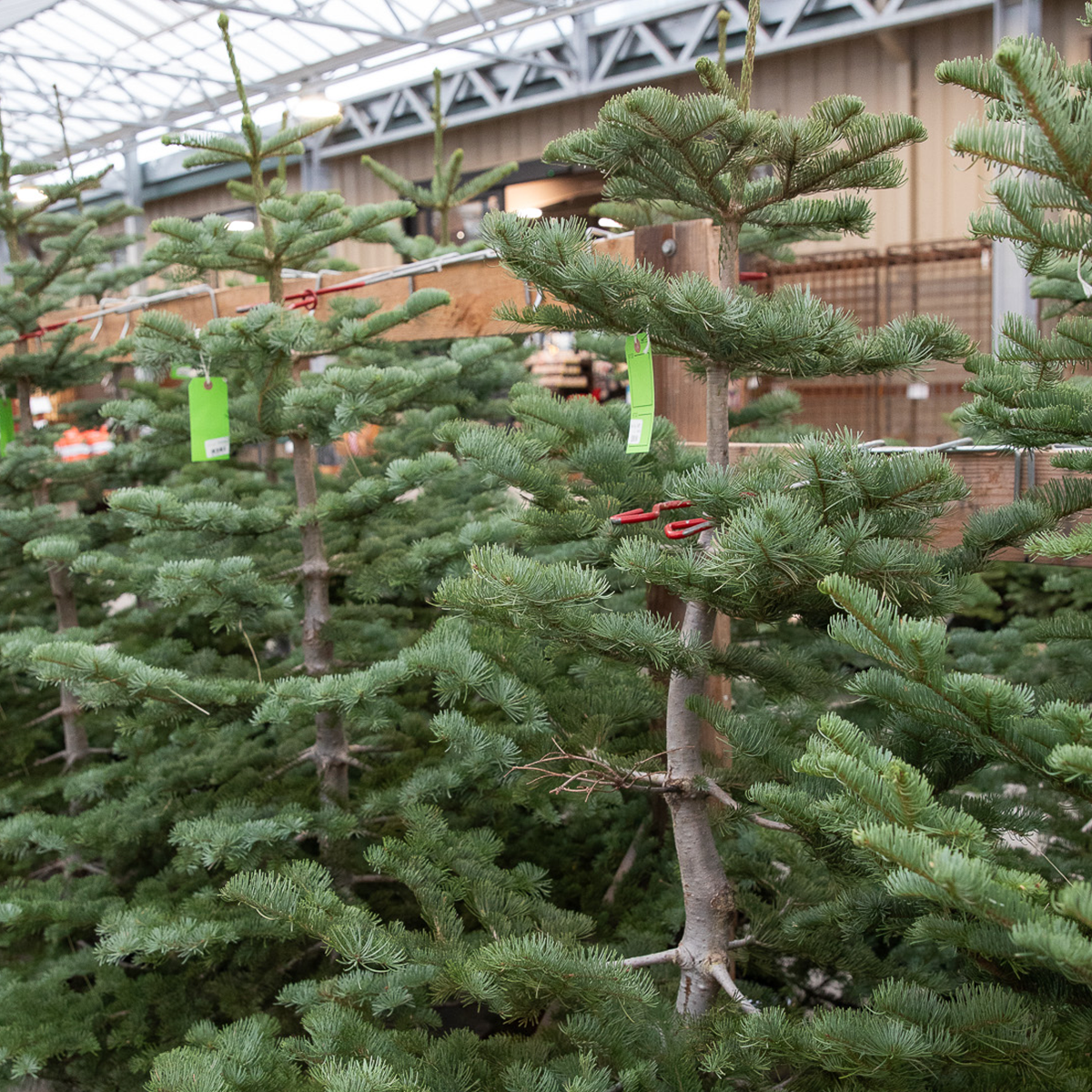 Silver Tip tree foliage