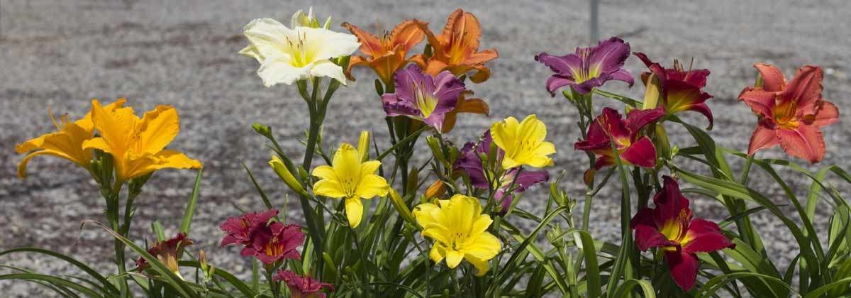 Assortment of Daylily flowers
