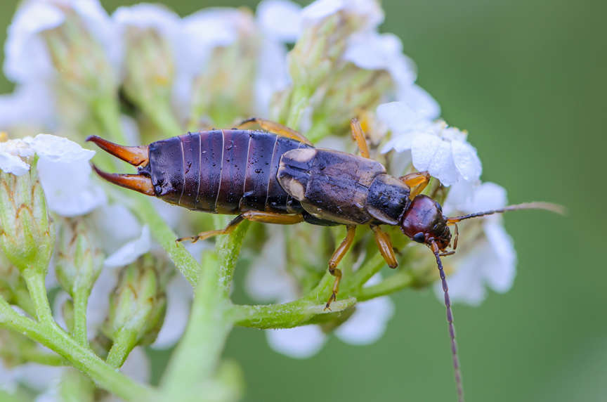 Earwig on plant