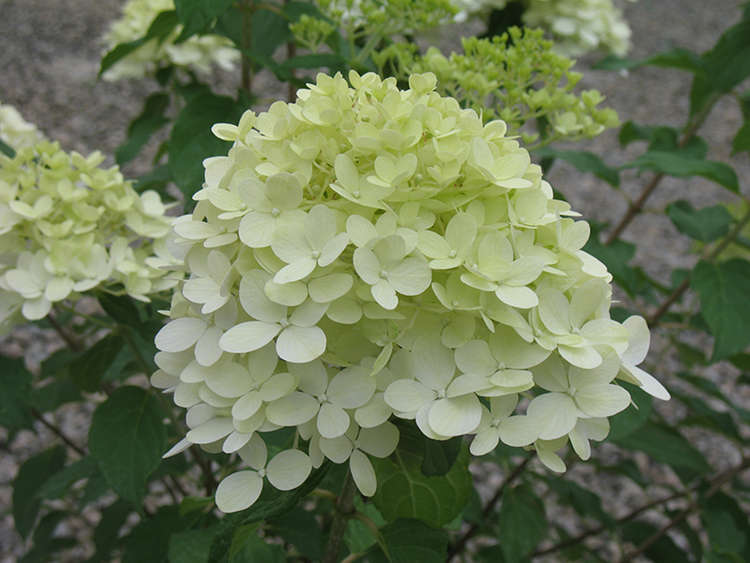 Panicle Hydrangea