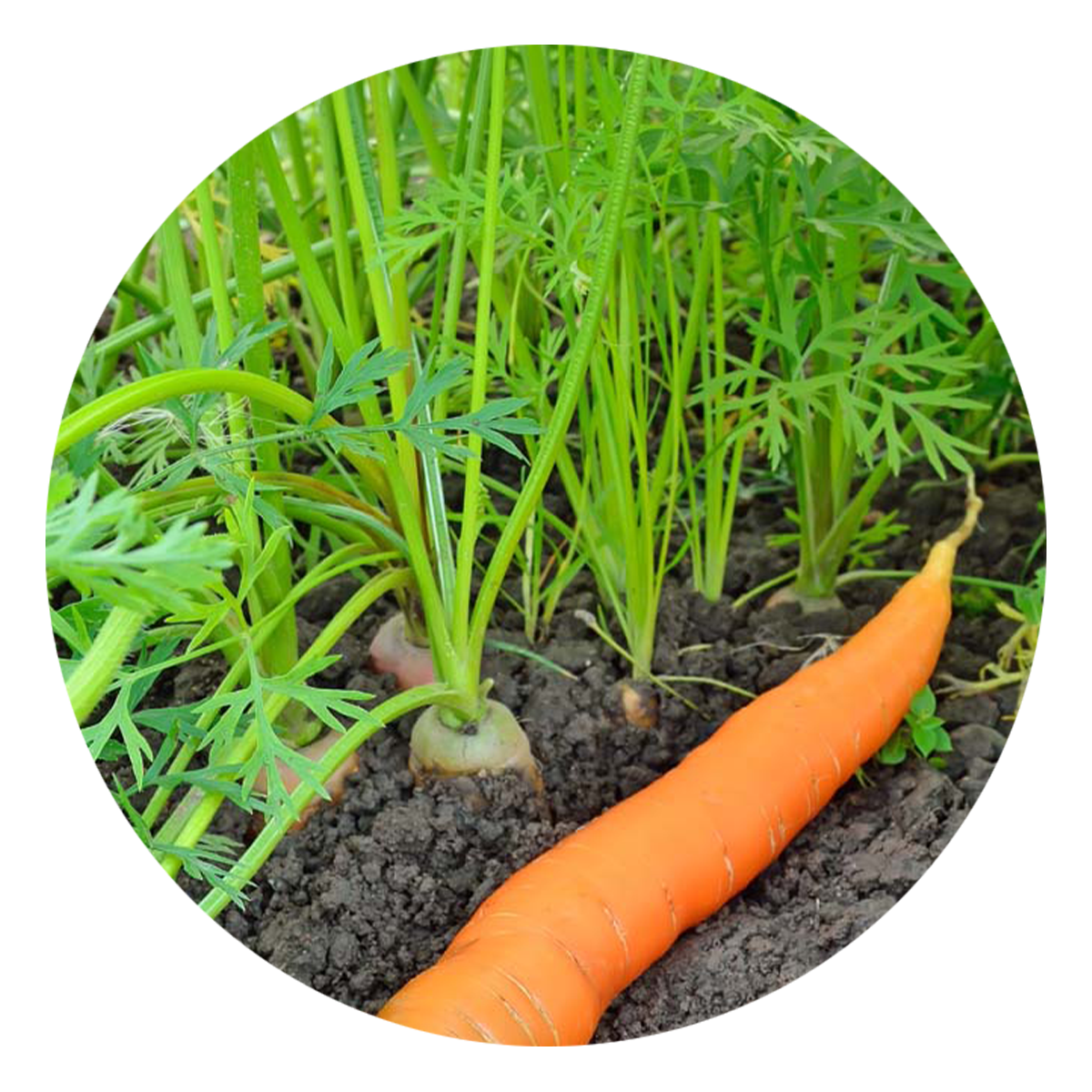 Carrots by Seed
