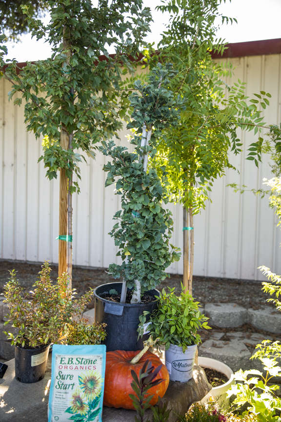 Trees and shrubs for fall planting