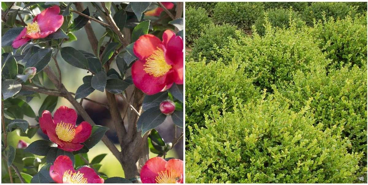 Camellia 'Yuletide' and Boxwood