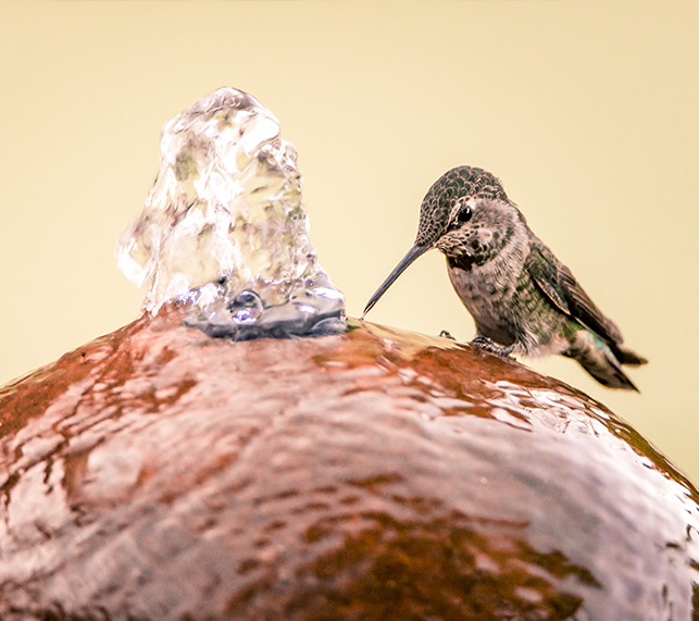 Hummingbird drinks water