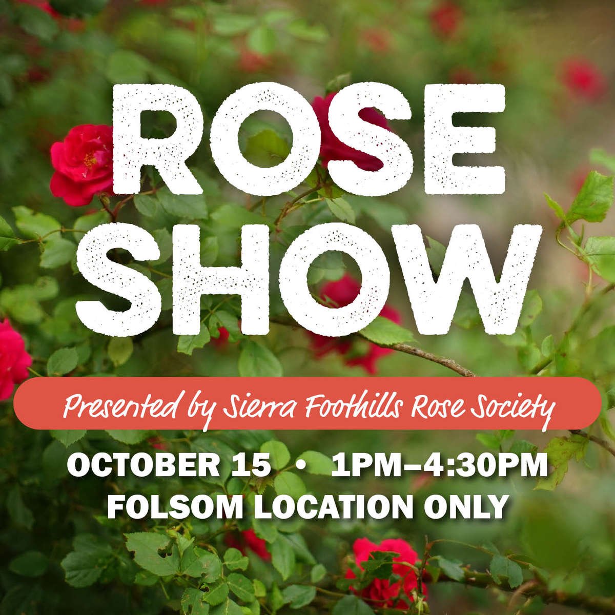 Rose Show: Presented By Sierra Foothills Rose Society October 15 1 PM to 4:30 PM Folsom Location Only