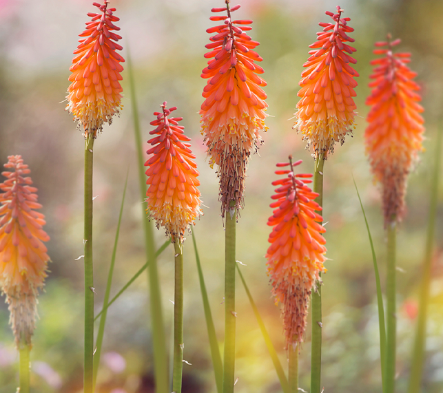 Red Hot Poker