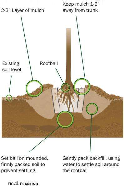 Illustration of pulp pot in a hole with mounded soil and mulch