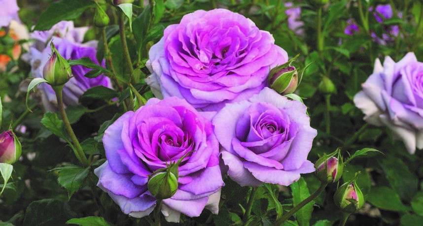 Violet's Pride Floribunda Rose Violet's Pride Floribunda Rose