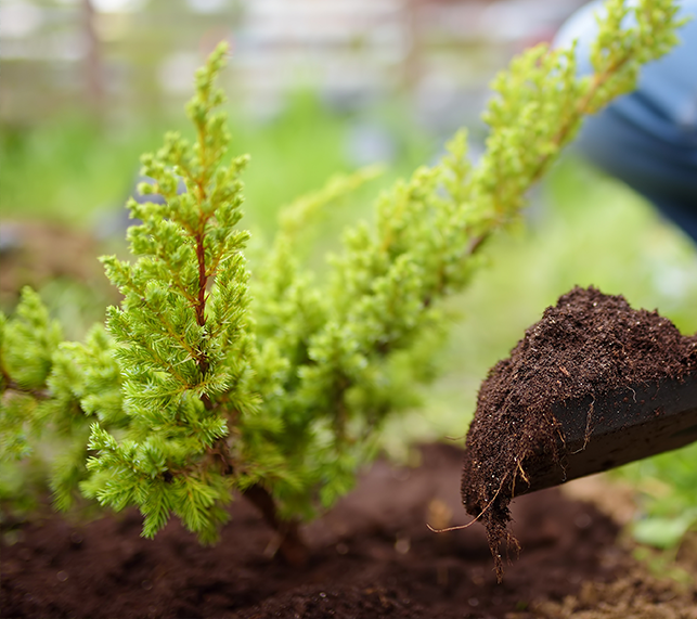 Plant in soil