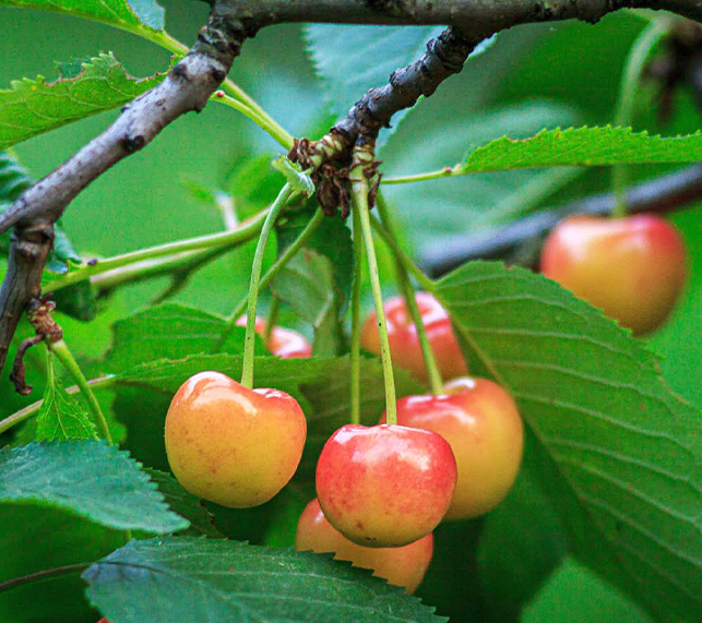 Rainier Cherries Hanging from the branch