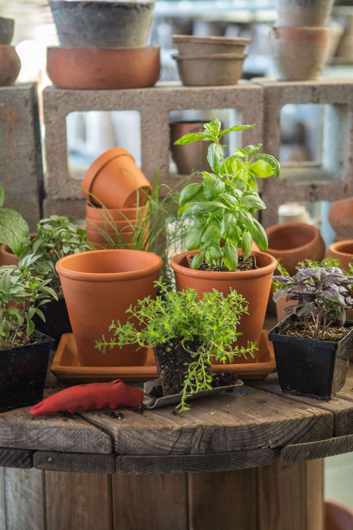 Mediterranean-Inspired Herb Flight