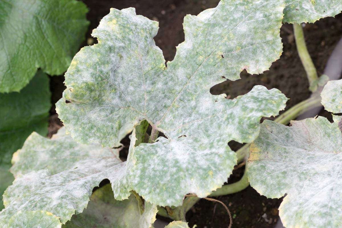 Powdery white mildew on squash leaf