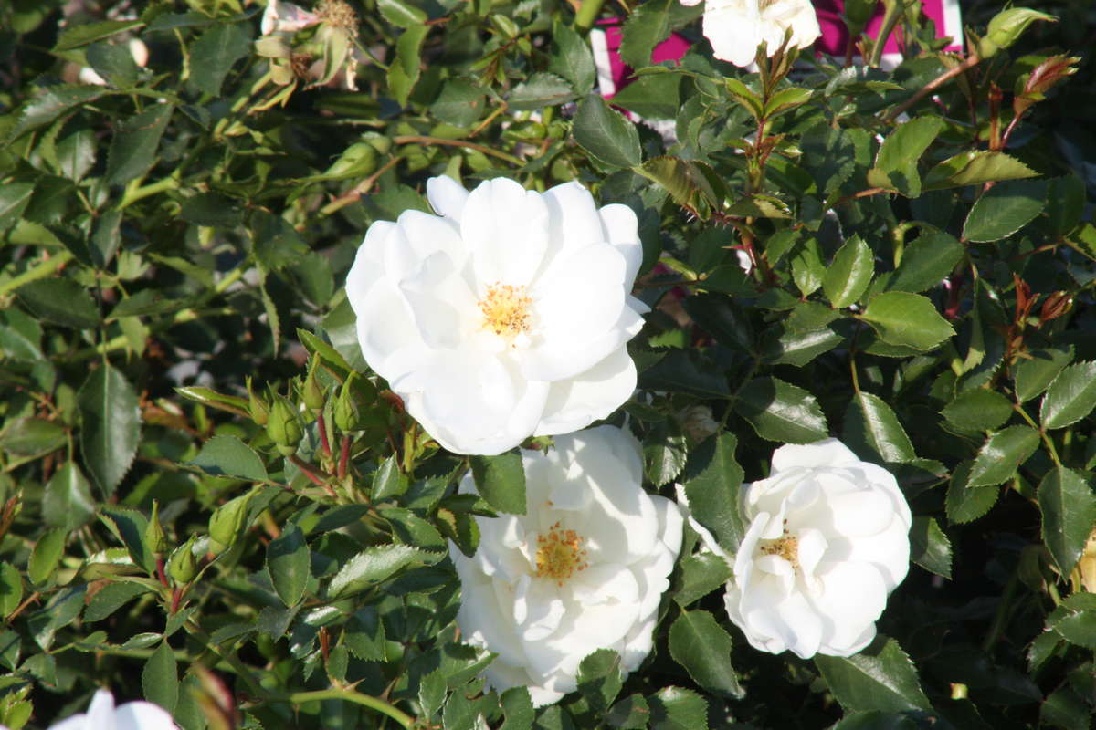 Flower Carpet Rose White