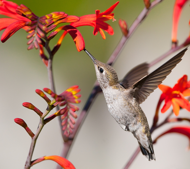 Hummingbird feeds on a flowering perrenial