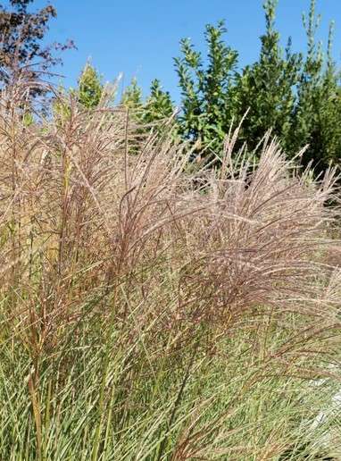 Non-Invasive Grasses — Green Acres Nursery & Supply