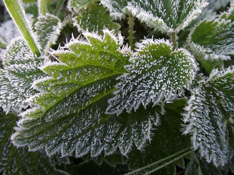 Frost on nettle leaves