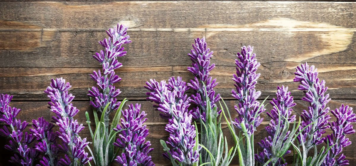 Lavender on wood background
