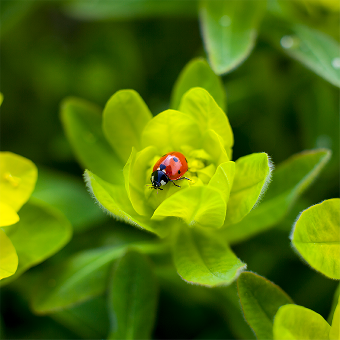 Ladybug on green foliage