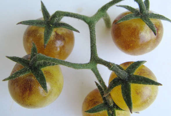 Wild Boar Tomato: Amethyst Cherry Cream Wild Boar Tomato: Amethyst Cherry Cream