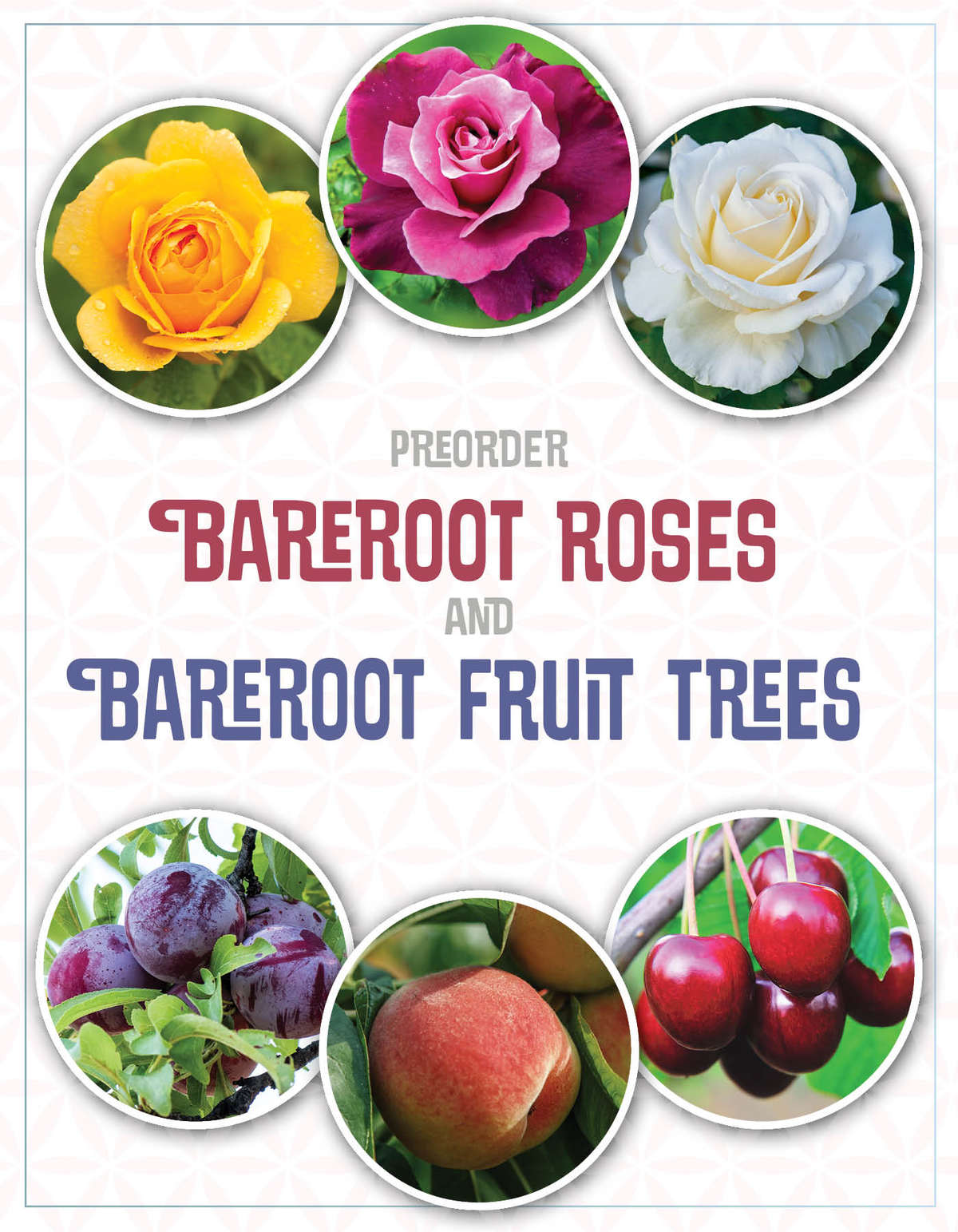Image of rose blooms and fruit on trees