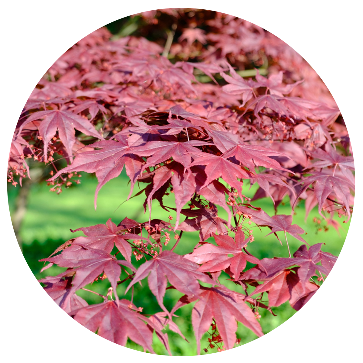 Japanese Maple 'Bloodgood'