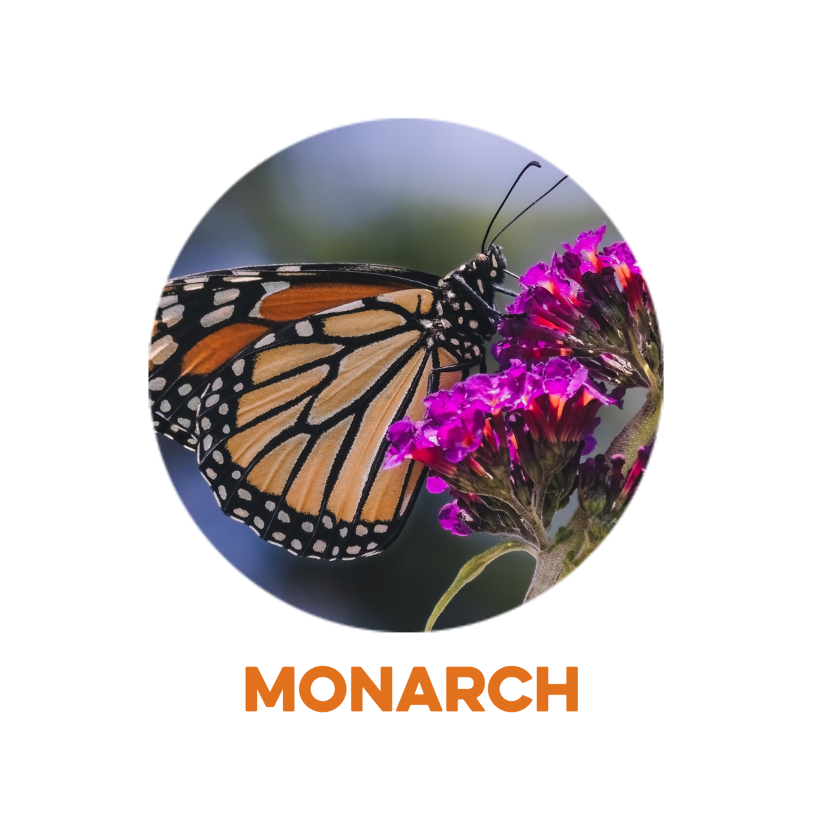 Monarch Butterfly 