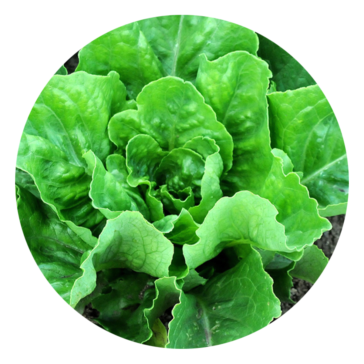 Lettuce, Head