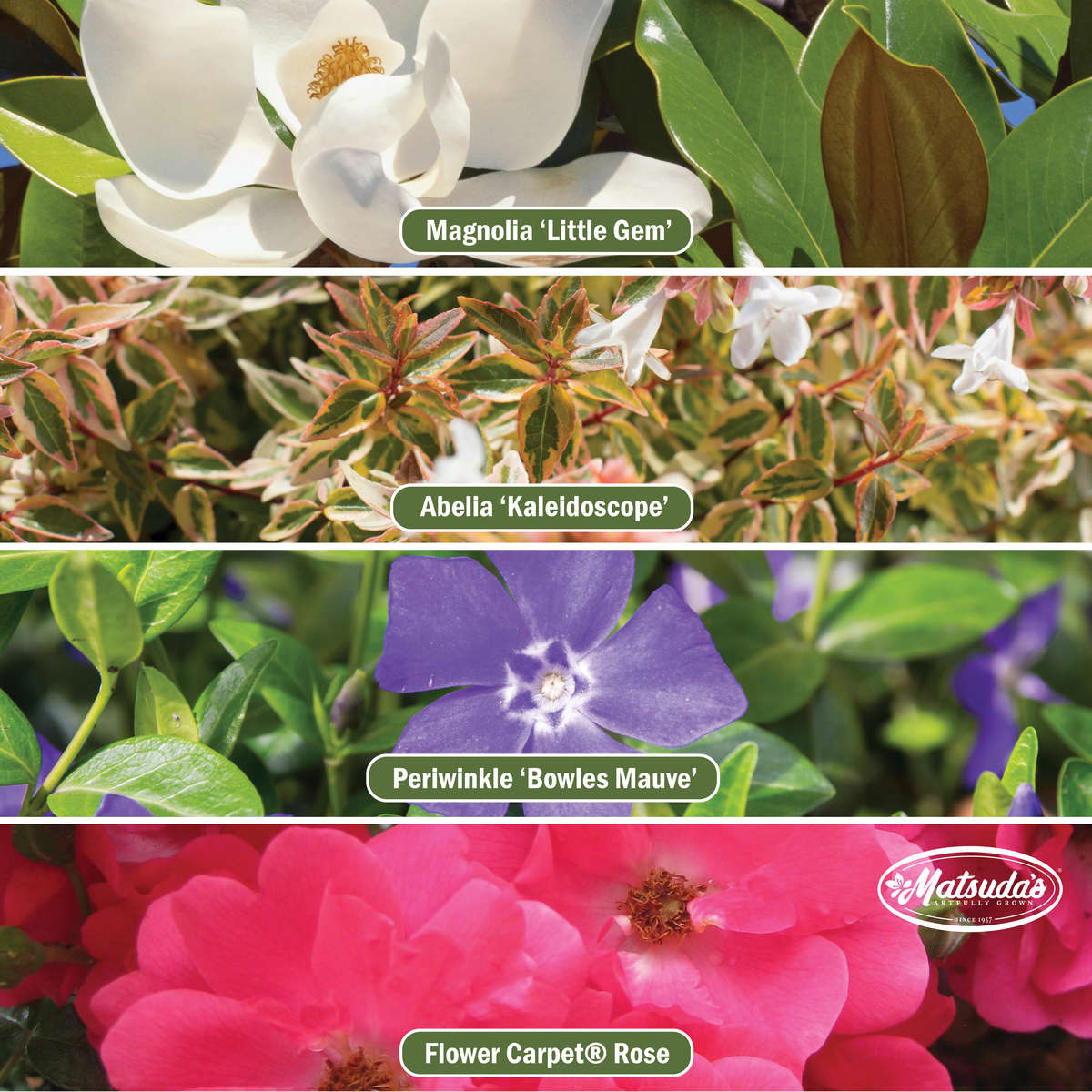 A lush garden display featuring Magnolia ‘Little Gem,’ Abelia ‘Kaleidoscope,’ Flower Carpet® Rose, and Periwinkle ‘Bowles Mauve,’ creating a beautiful blend of foliage and blooms.