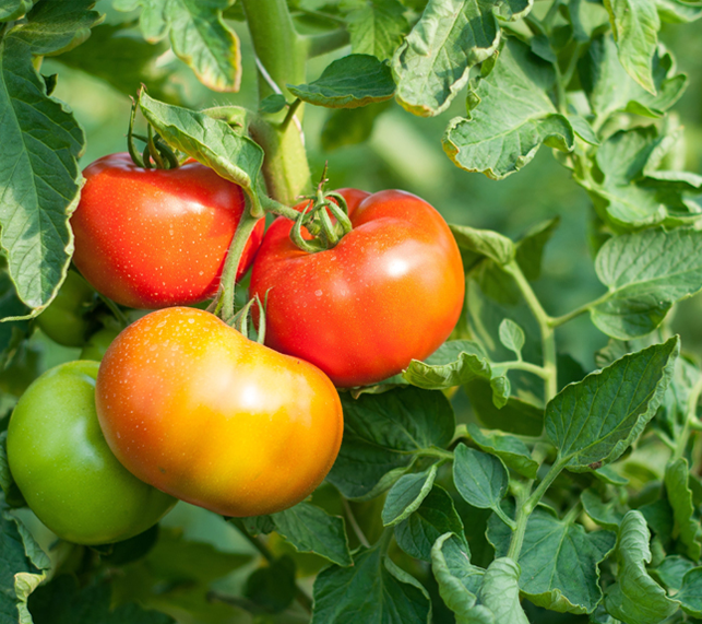 Ripe Tomatoes growing on vine