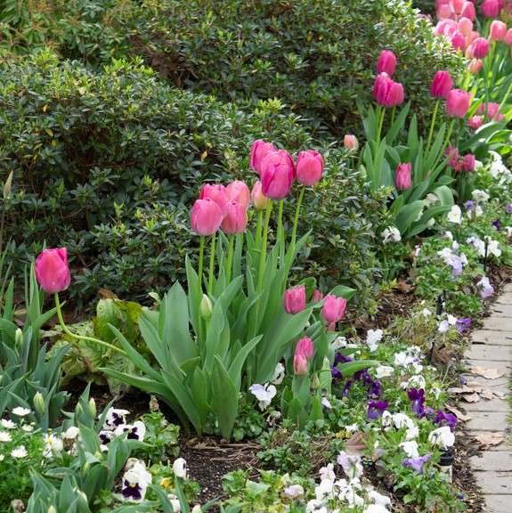 Pink Tulips in a Flower Bed
