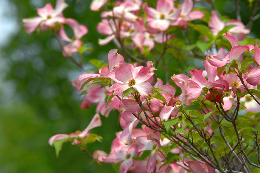 Dogwood flowers