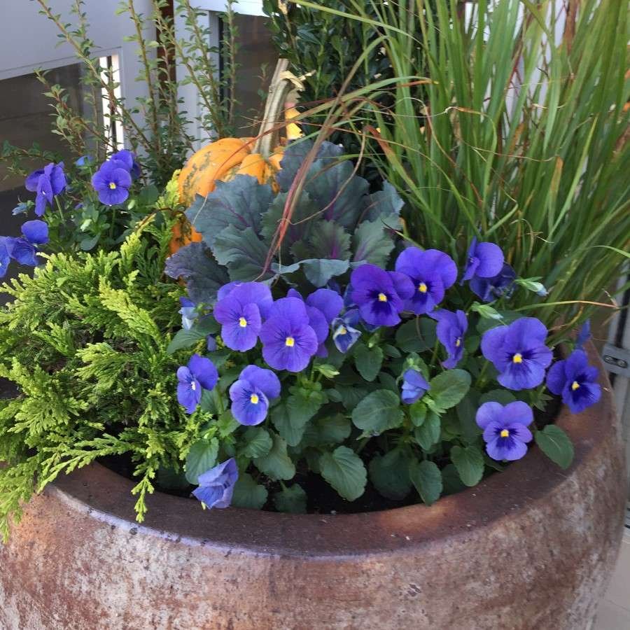 Pot filled with pansies, grasses, ornamental kale and a pumpkin