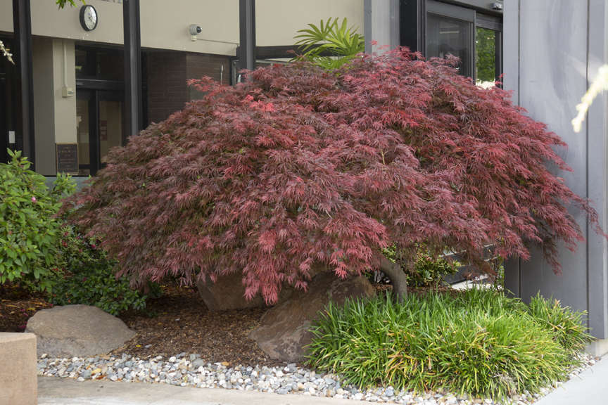 Japanese Maple Crimson Queen