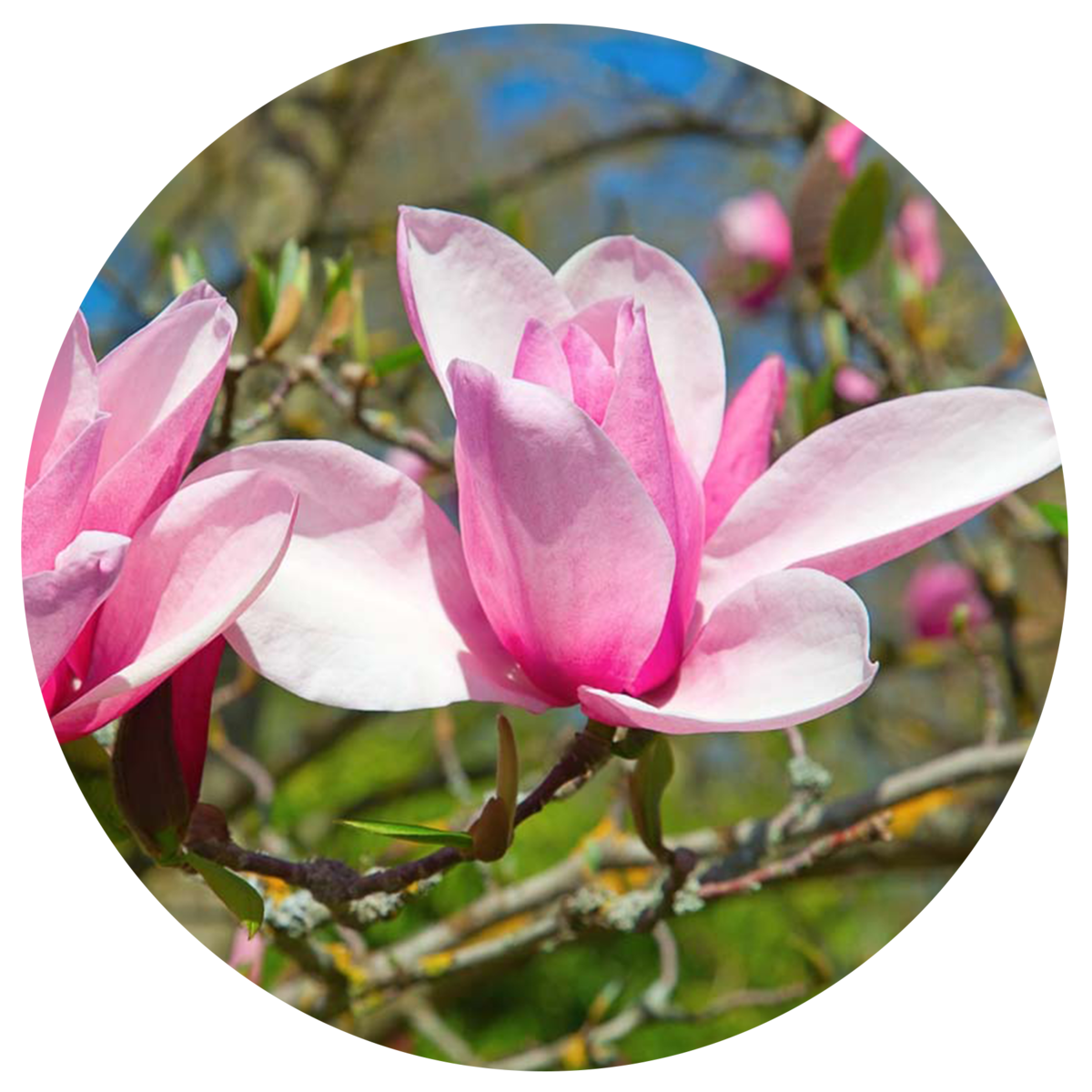 Magnolia 'Jane'