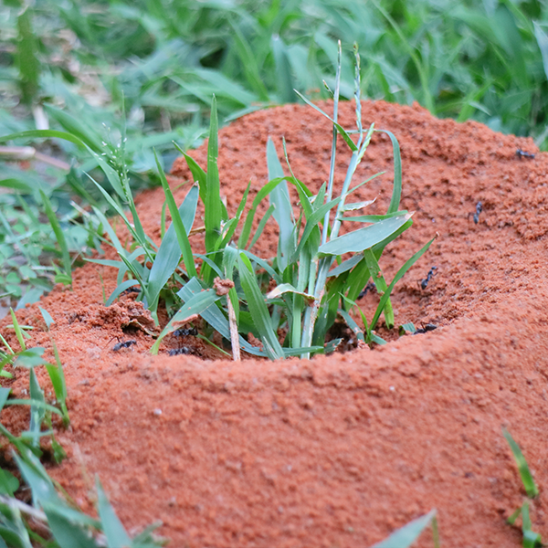 Fire Ant Nest