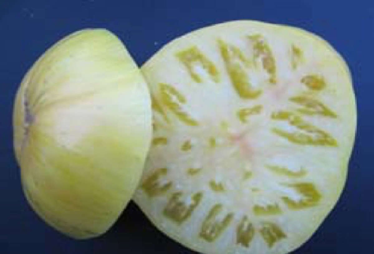 Wild Boar Tomato: Pineapple Pig