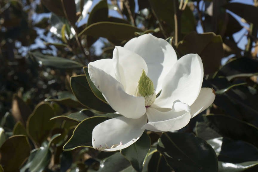 Close up of Magnolia Little Gem flower