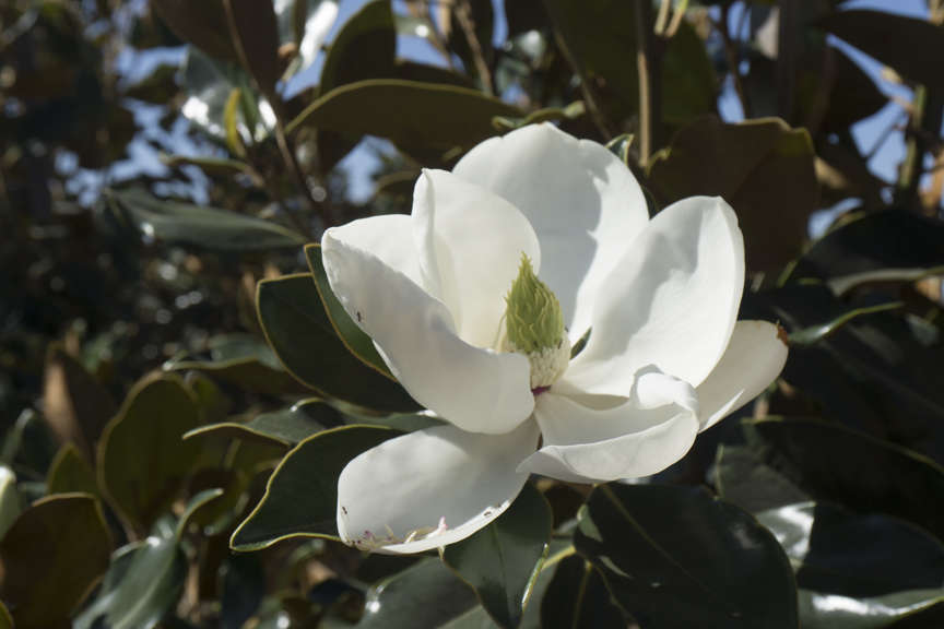 Close up of Magnolia Little Gem flower