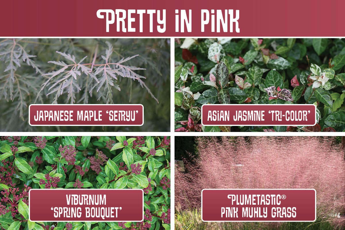 Pretty in Pink planting recipe