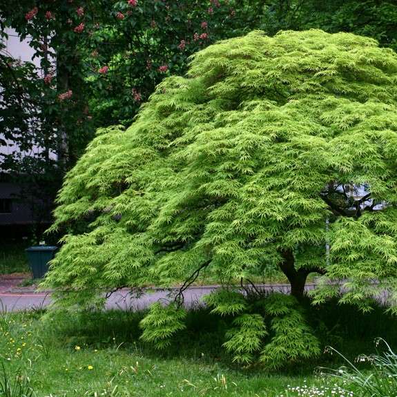 Japanese Maple with green foliage