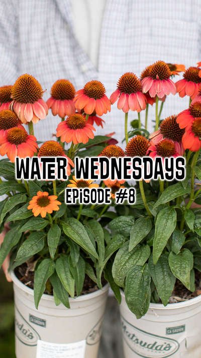 Water Wednesdays Episode #8 Eric holding Echinacea one gallon plants
